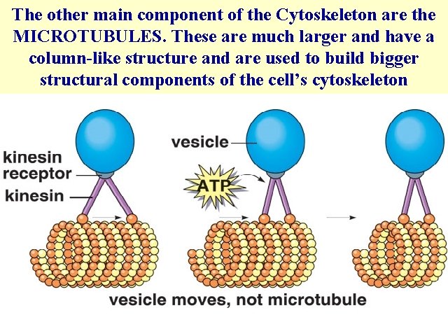 The other main component of the Cytoskeleton are the MICROTUBULES. These are much larger