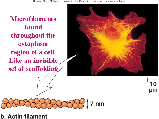 Microfilaments found throughout the cytoplasm region of a cell. Like an invisible set of