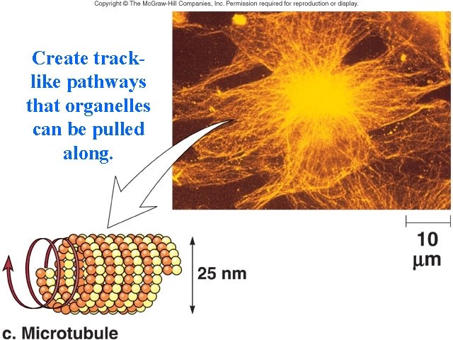 Create tracklike pathways that organelles can be pulled along. 