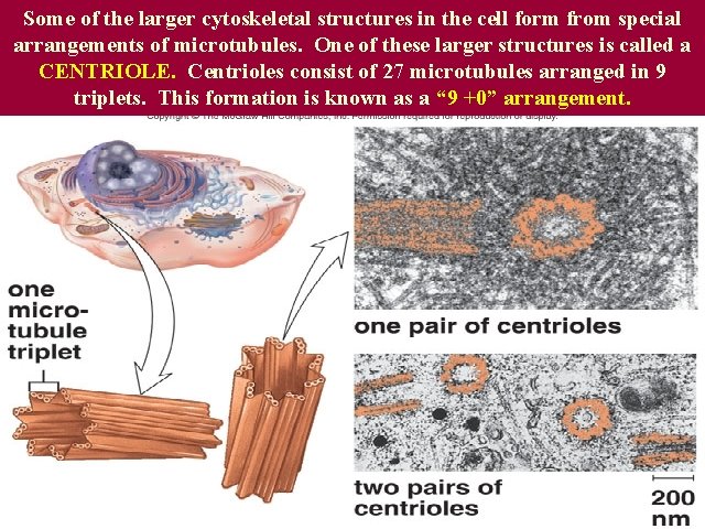 Some of the larger cytoskeletal structures in the cell form from special arrangements of