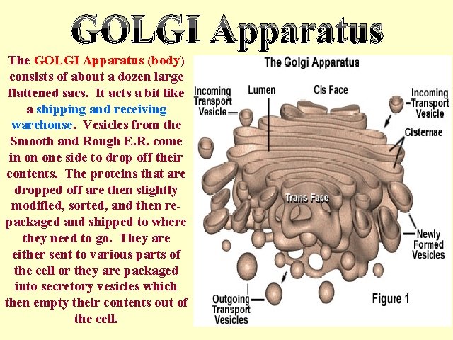 GOLGI Apparatus The GOLGI Apparatus (body) consists of about a dozen large flattened sacs.