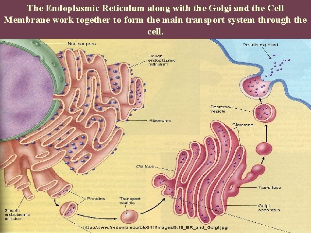 The Endoplasmic Reticulum along with the Golgi and the Cell Membrane work together to