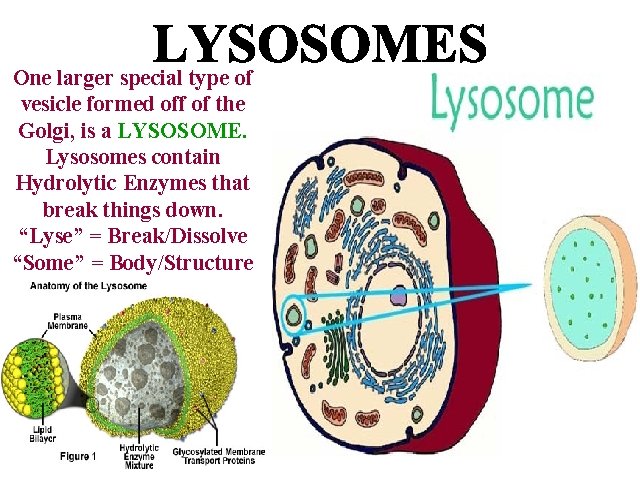 One larger special type of vesicle formed off of the Golgi, is a LYSOSOME.