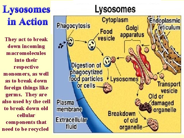 Lysosomes in Action They act to break down incoming macromolecules into their respective monomers,