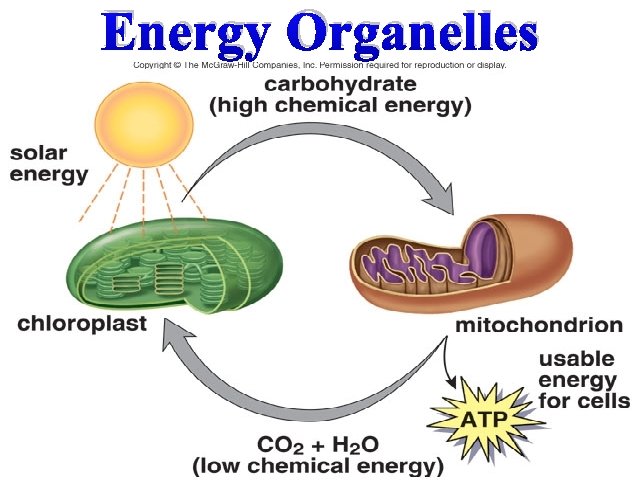 Energy Organelles 