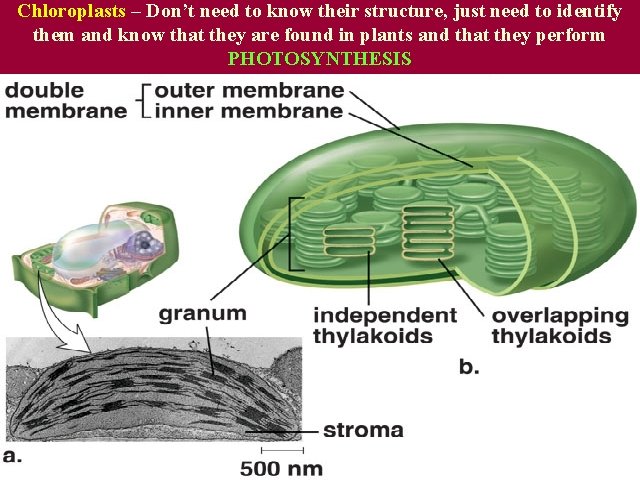 Chloroplasts – Don’t need to know their structure, just need to identify them and