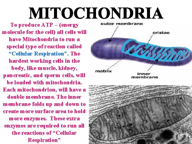 To produce ATP – (energy molecule for the cell) all cells will have Mitochondria