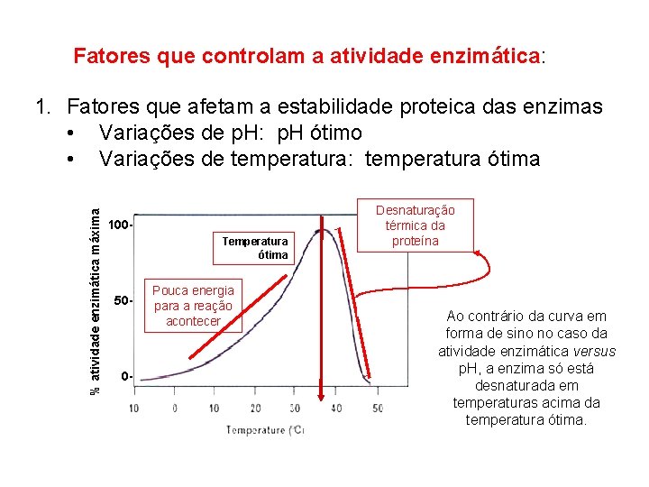 Fatores que controlam a atividade enzimática: % atividade enzimática máxima 1. Fatores que afetam