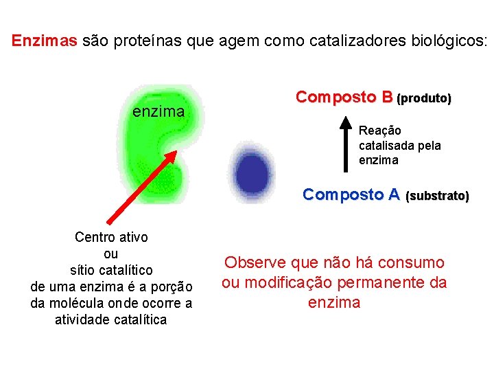 Enzimas são proteínas que agem como catalizadores biológicos: enzima Composto B (produto) Reação catalisada