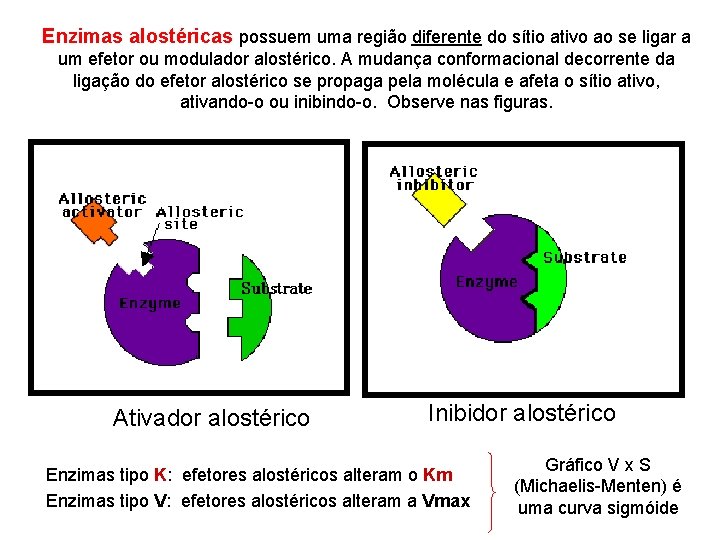 Enzimas alostéricas possuem uma região diferente do sítio ativo ao se ligar a um