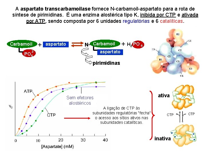 A aspartato transcarbamoilase fornece N-carbamoil-aspartato para a rota de síntese de pirimidinas. É uma