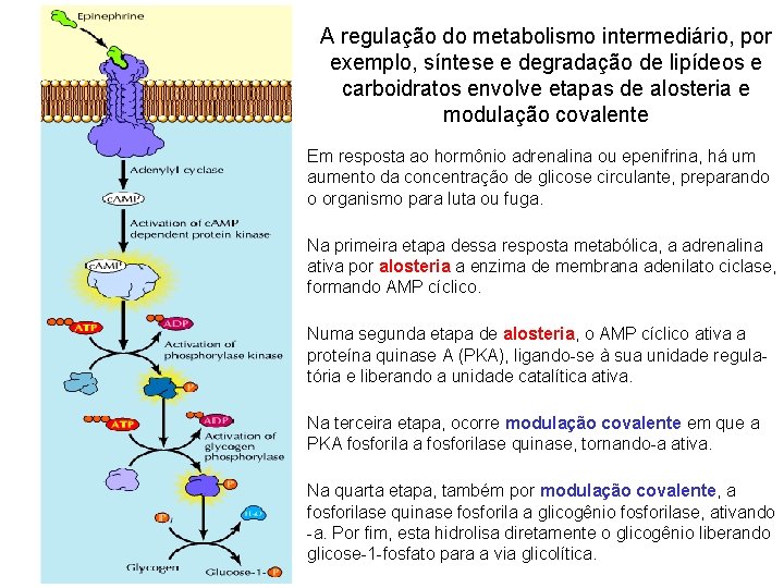 A regulação do metabolismo intermediário, por exemplo, síntese e degradação de lipídeos e carboidratos