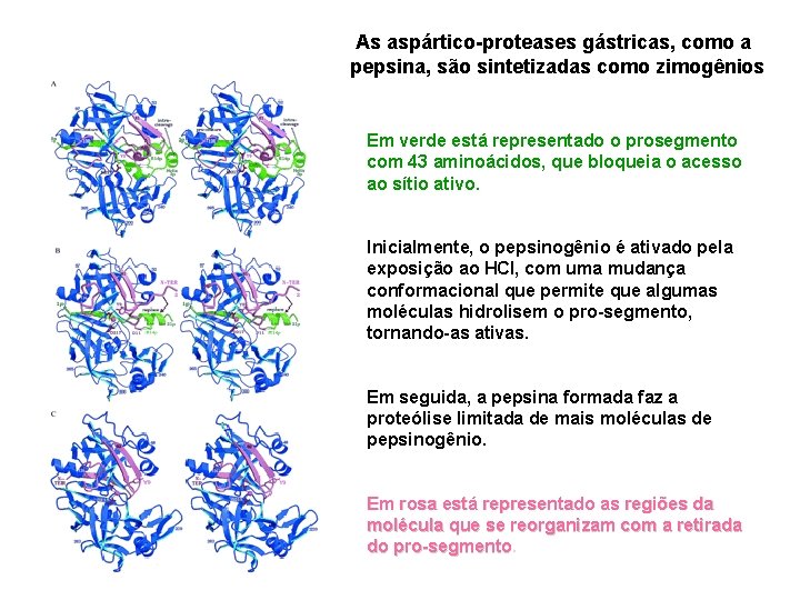 As aspártico-proteases gástricas, como a pepsina, são sintetizadas como zimogênios Em verde está representado