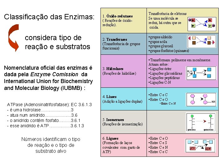 Classificação das Enzimas: considera tipo de reação e substratos Nomenclatura oficial das enzimas é