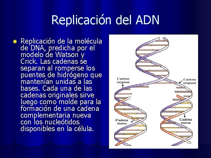Replicación del ADN l Replicación de la molécula de DNA, predicha por el modelo