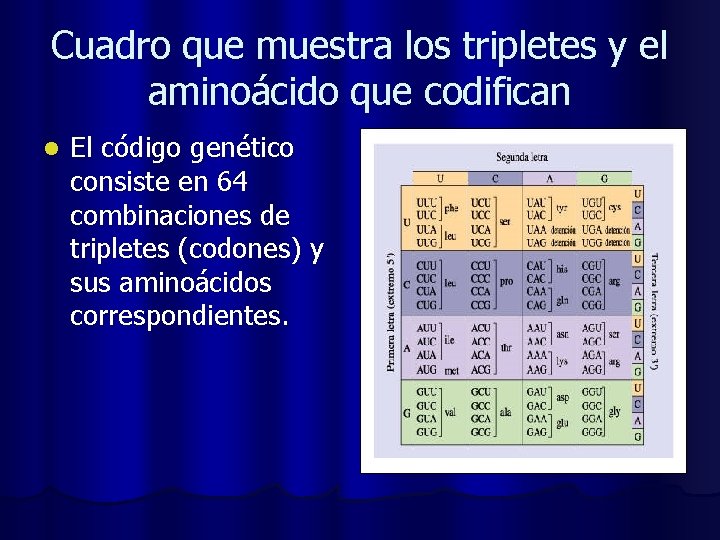 Cuadro que muestra los tripletes y el aminoácido que codifican l El código genético