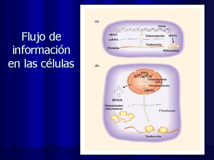 Flujo de información en las células 