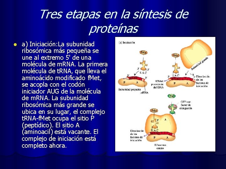 Tres etapas en la síntesis de proteínas l a) Iniciación: La subunidad ribosómica más