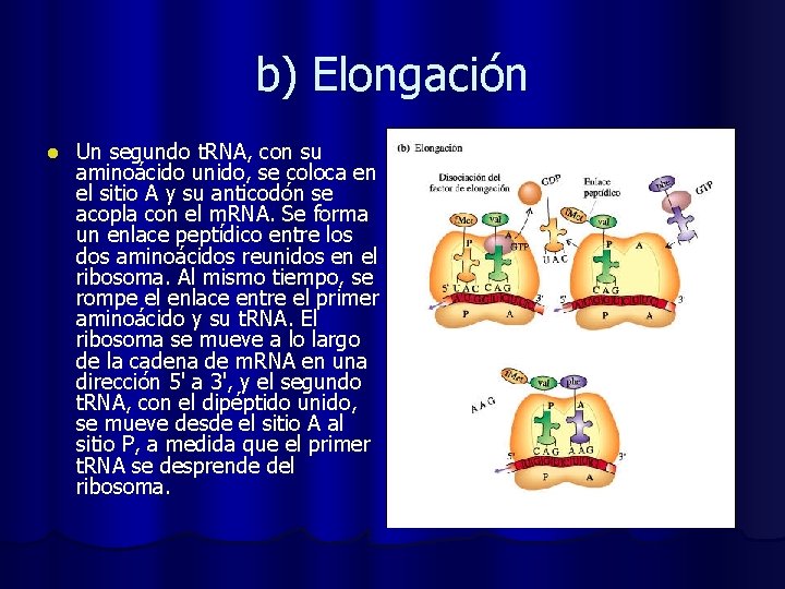 b) Elongación l Un segundo t. RNA, con su aminoácido unido, se coloca en