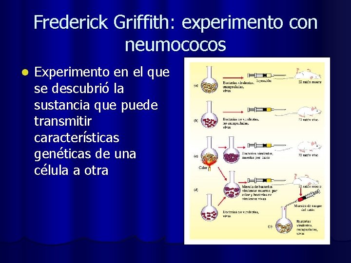 Frederick Griffith: experimento con neumococos l Experimento en el que se descubrió la sustancia