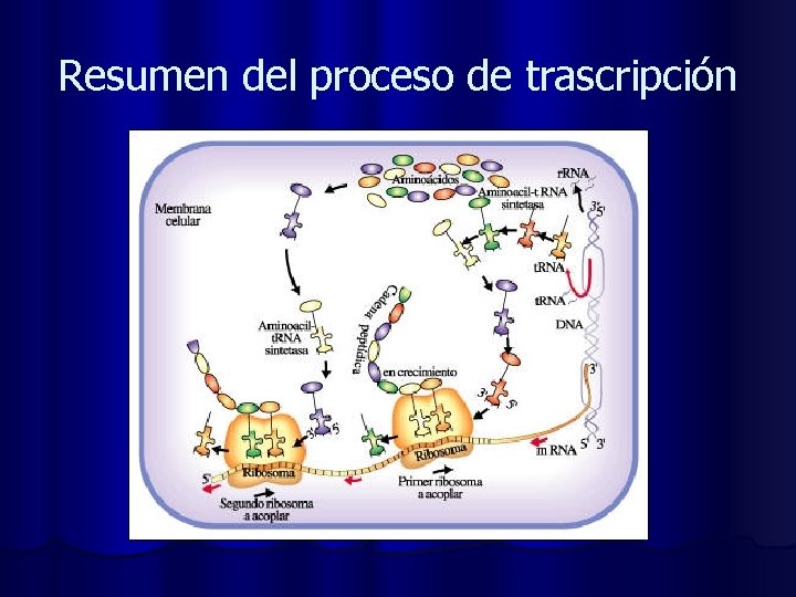 Resumen del proceso de trascripción 