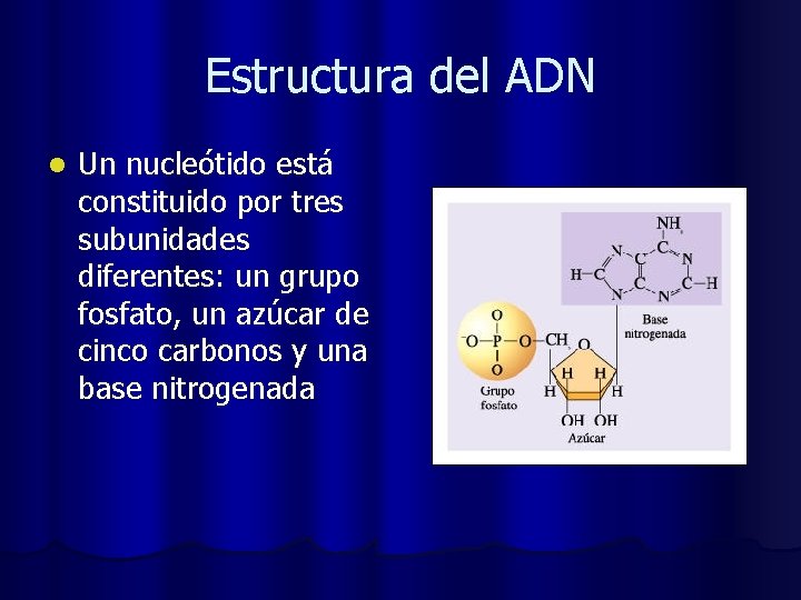 Estructura del ADN l Un nucleótido está constituido por tres subunidades diferentes: un grupo