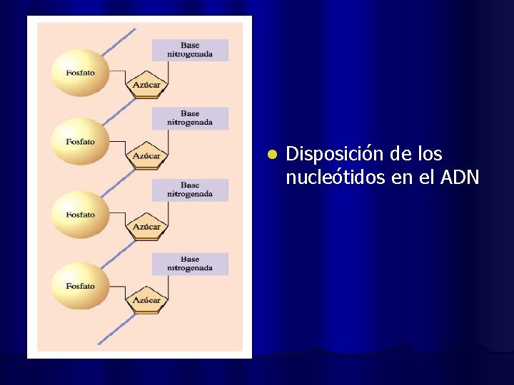 l Disposición de los nucleótidos en el ADN 