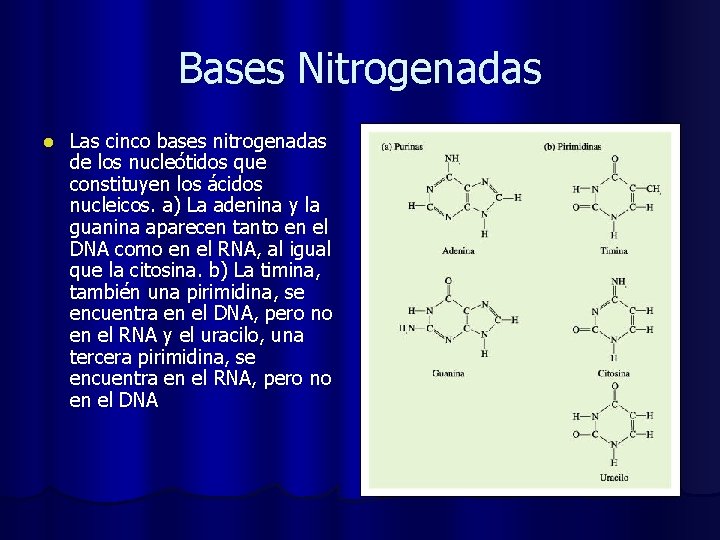 Bases Nitrogenadas l Las cinco bases nitrogenadas de los nucleótidos que constituyen los ácidos