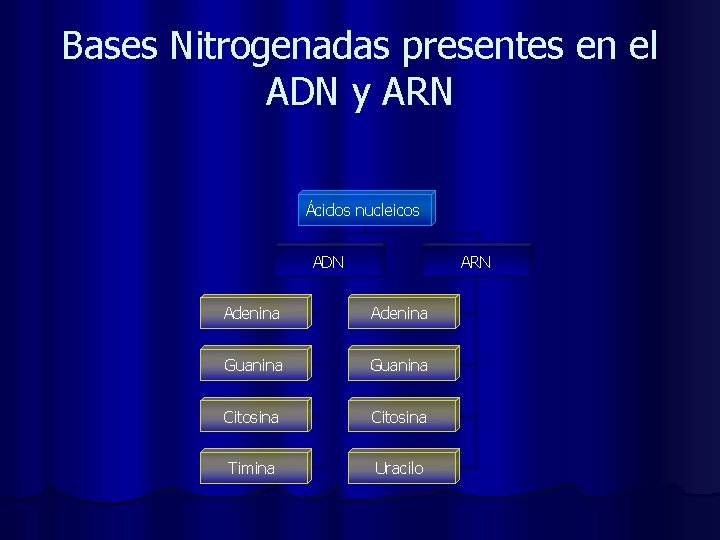 Bases Nitrogenadas presentes en el ADN y ARN Ácidos nucleicos ADN ARN Adenina Guanina