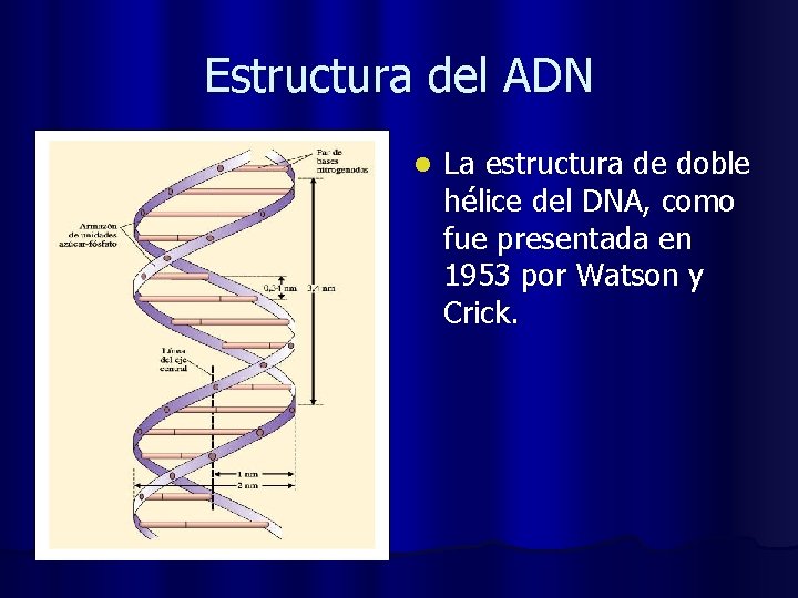 Estructura del ADN l La estructura de doble hélice del DNA, como fue presentada