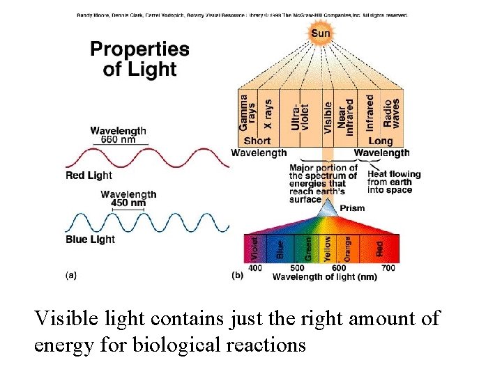 Visible light contains just the right amount of energy for biological reactions 