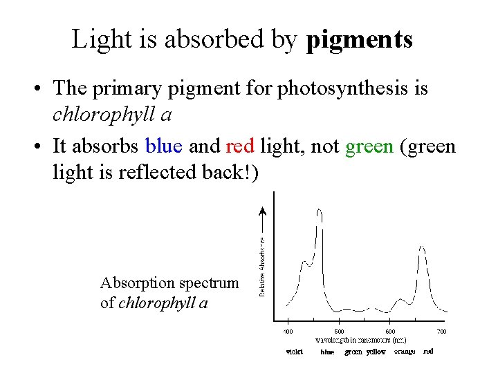 Light is absorbed by pigments • The primary pigment for photosynthesis is chlorophyll a