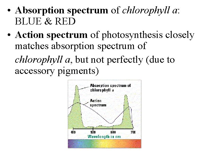  • Absorption spectrum of chlorophyll a: BLUE & RED • Action spectrum of