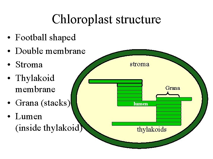 Chloroplast structure • • Football shaped Double membrane Stroma Thylakoid membrane • Grana (stacks)