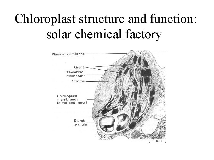 Chloroplast structure and function: solar chemical factory 