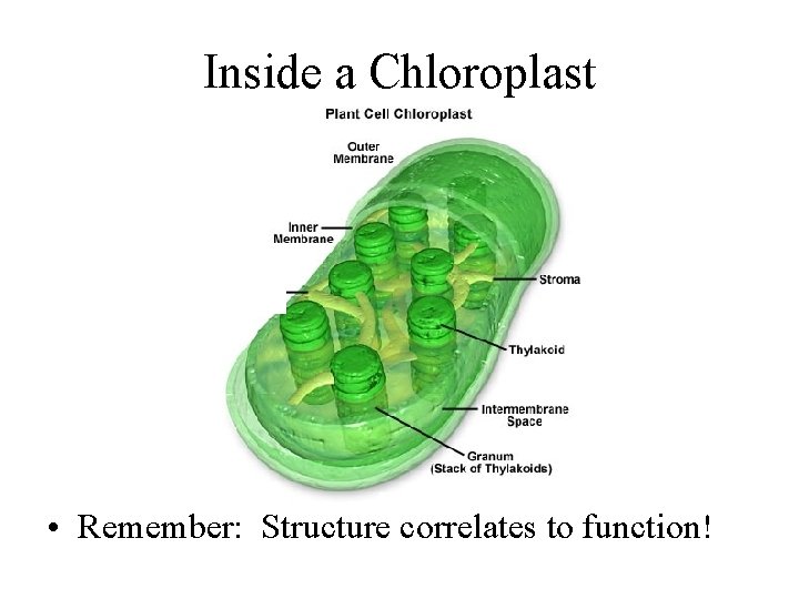 Inside a Chloroplast • Remember: Structure correlates to function! 