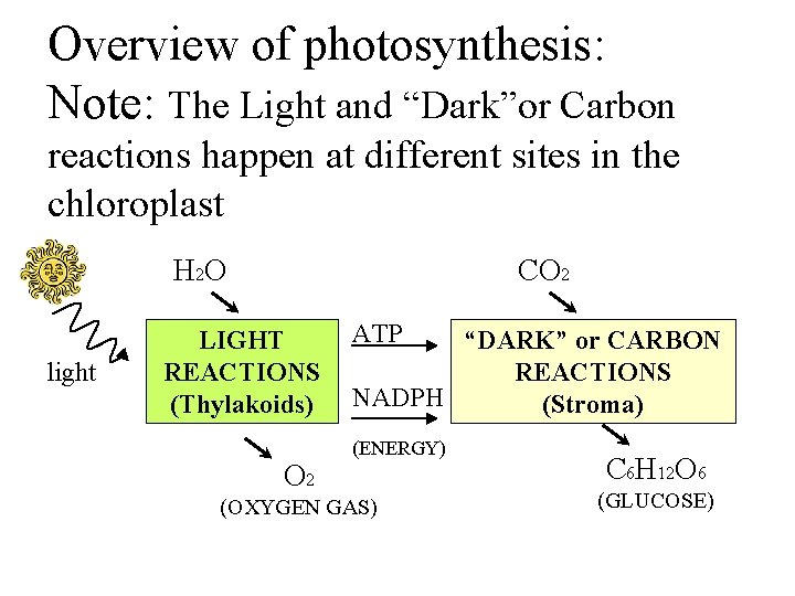 Overview of photosynthesis: Note: The Light and “Dark”or Carbon reactions happen at different sites