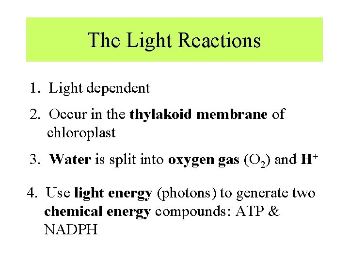 The Light Reactions 1. Light dependent 2. Occur in the thylakoid membrane of chloroplast