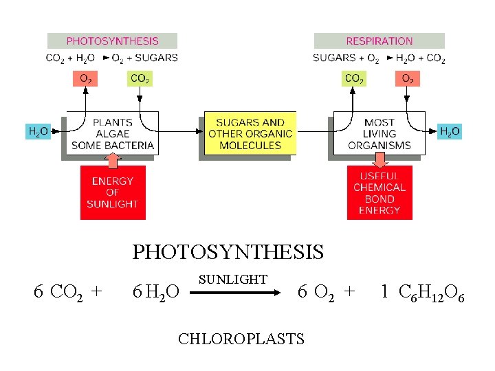 PHOTOSYNTHESIS 6 CO 2 + 6 H 2 O SUNLIGHT 6 O 2 +