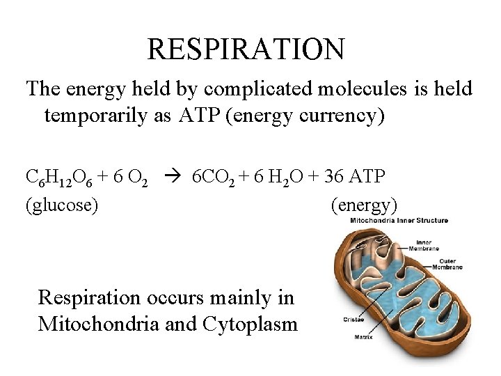 RESPIRATION The energy held by complicated molecules is held temporarily as ATP (energy currency)