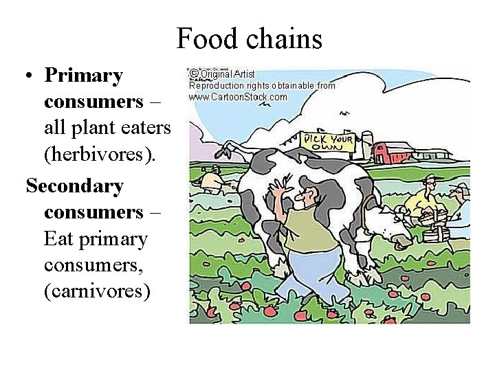 Food chains • Primary consumers – all plant eaters (herbivores). Secondary consumers – Eat