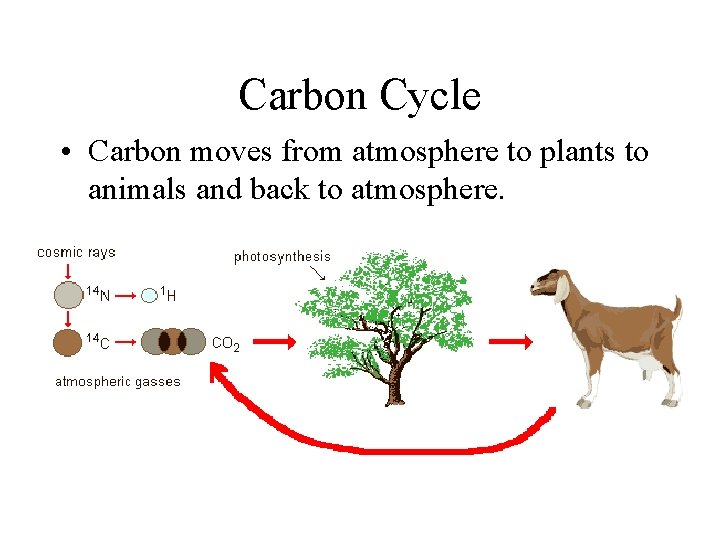 Carbon Cycle • Carbon moves from atmosphere to plants to animals and back to