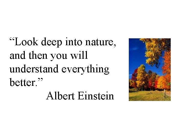 “Look deep into nature, and then you will understand everything better. ” Albert Einstein