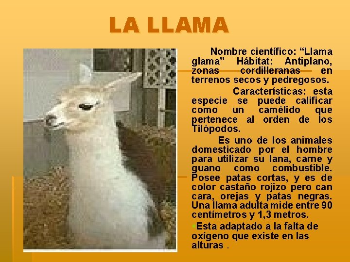 LA LLAMA Nombre científico: “Llama glama” Hábitat: Antiplano, zonas cordilleranas en terrenos secos y