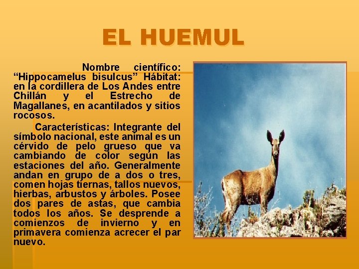 EL HUEMUL Nombre científico: “Hippocamelus bisulcus” Hábitat: en la cordillera de Los Andes entre