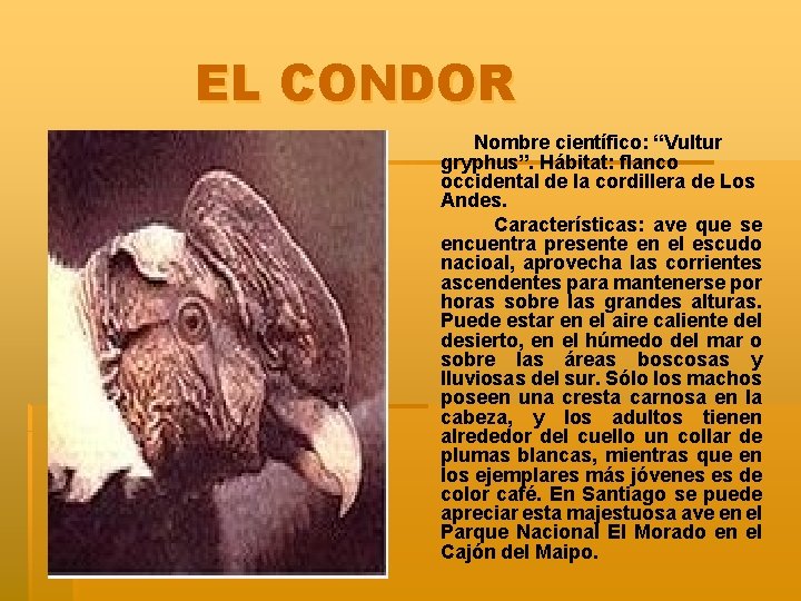 EL CONDOR Nombre científico: “Vultur gryphus”. Hábitat: flanco occidental de la cordillera de Los