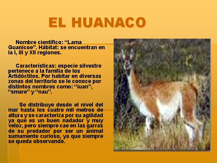 EL HUANACO Nombre científico: “Lama Guanicoe”. Hábitat: se encuentran en la I, III y