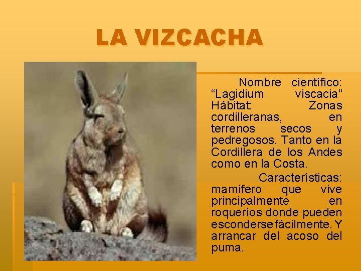 LA VIZCACHA Nombre científico: “Lagidium viscacia” Hábitat: Zonas cordilleranas, en terrenos secos y pedregosos.