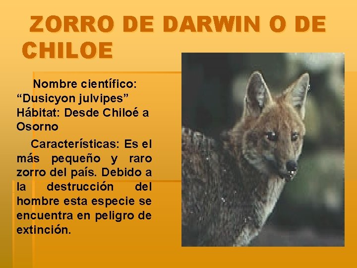 ZORRO DE DARWIN O DE CHILOE Nombre científico: “Dusicyon julvipes” Hábitat: Desde Chiloé a