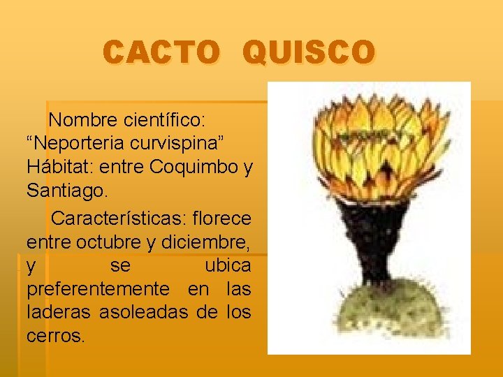 CACTO QUISCO Nombre científico: “Neporteria curvispina” Hábitat: entre Coquimbo y Santiago. Características: florece entre